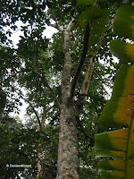 Para rubber tree - Ho'omaluhia Botanical Garden, Kaneohe, HI