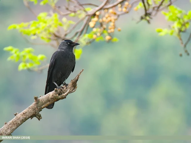 crow flying, crow eyes, well crow, crow, pet crow, raven and crow, raven crow, crow nest, baby crow, american crow, smart crow, crow for sale, crow white,