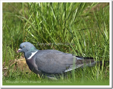 This cute Ring Dove is looking for food in the grass.