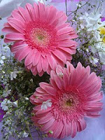 flor gerbera rosa