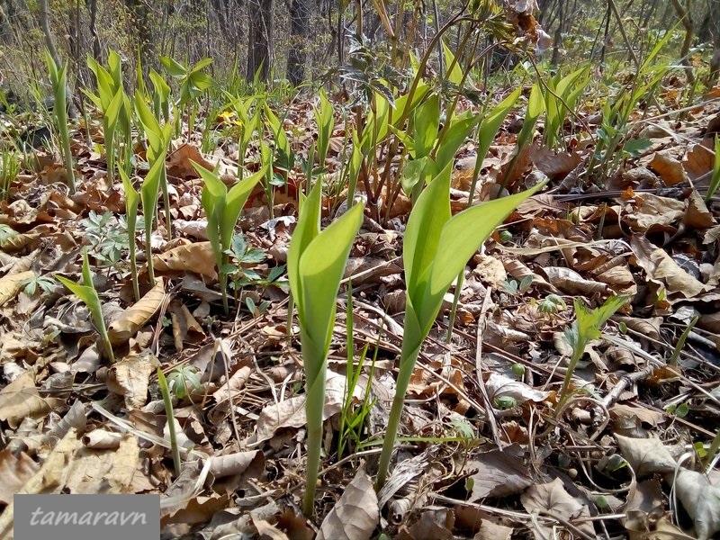 Ландыш Кейзке / Ландыш маньчжурский (Convallaria keiskei)