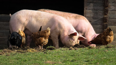Cara ekspor babi Indonesia ke China