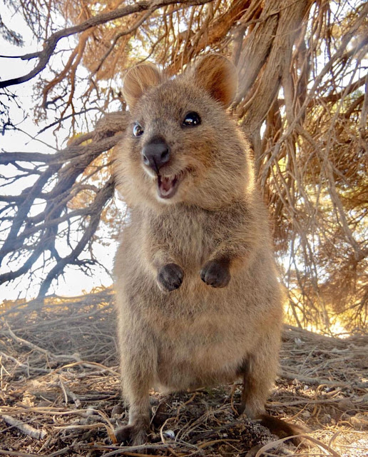 Quokka