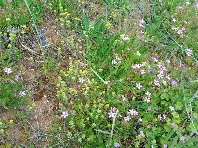 Mountain Alyssum Alyssum montanum, Butte aux Chilloux, Chinon, Indre et Loire, France. Photo by Loire Valley Time Travel.