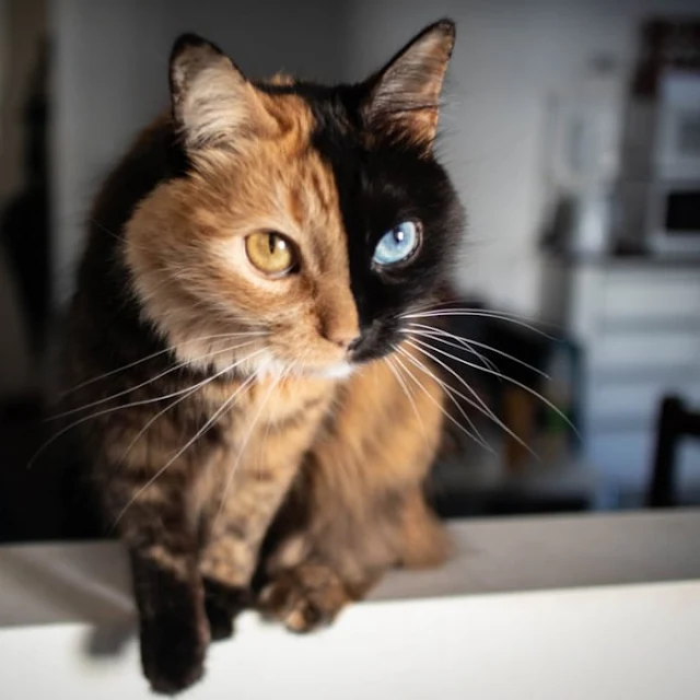 Introducing-Quimera-the-Breathtaking-Feline-with-T͏wo͏-D͏i͏ffe͏r͏e͏n͏t͏-Fa͏c͏e͏s͏-cats-stories