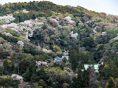 Yama-zakura (mountain cherry) flowers and Engaku-ji : Kita-kamakura