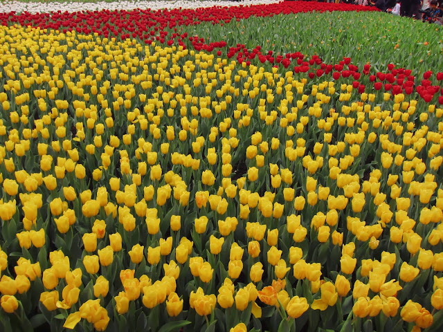 Causeway Bay, Victoria Park, Hong Kong, Hong Kong Flower Show 2011, Hong Kong Tour, Hong Kong Trip, Flowers, Garden, Landscape, Flower Arrangement, 