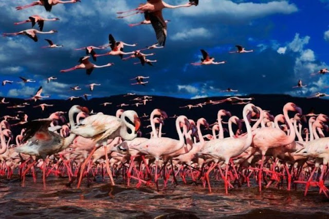 Flock of flamingos at Lake Nakuru, flamingo photos, flamingo pictures, flamingoes pics