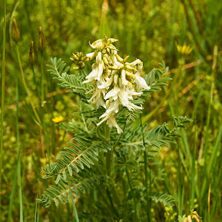 Astragalus membranaceus, Mongolian milkvetch, Astragalus mongholicus, Astragalus propinquus, Tragant oder Bocksdorn, vliezige hokjespeul