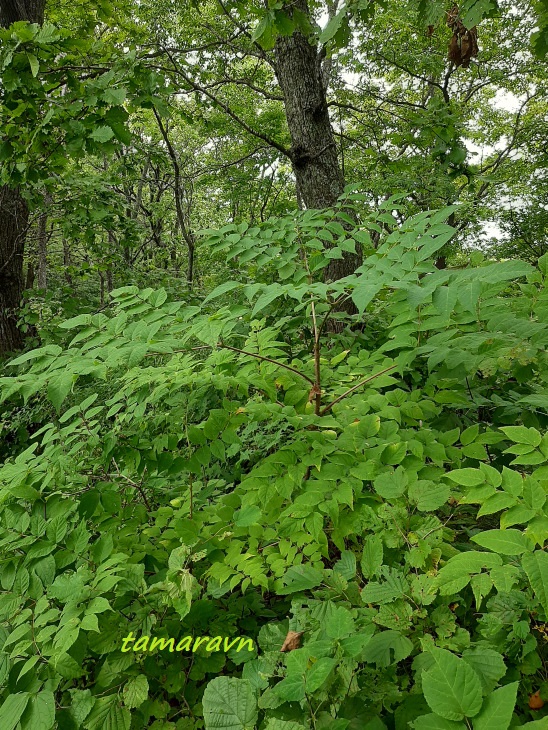 Аралия высокая / Аралия маньчжурская (Aralia elata, =Aralia mandshurica)