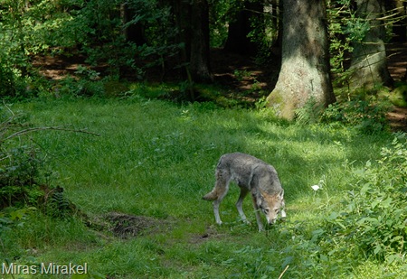 _DSC0370v