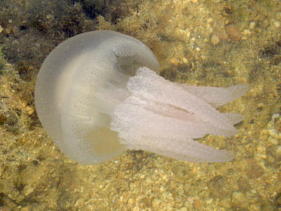 Jellyfish