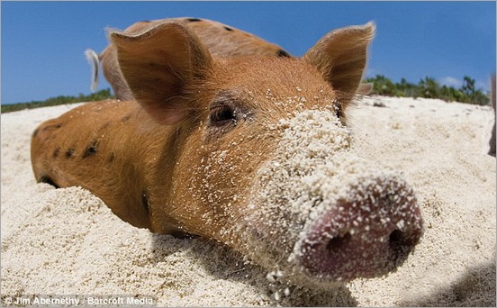 happy pigs 05