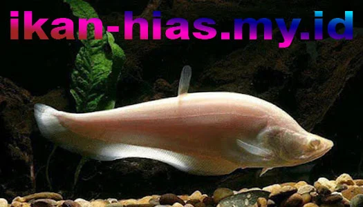 ikan belida albino