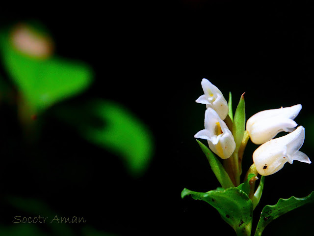 Goodyera foliosa