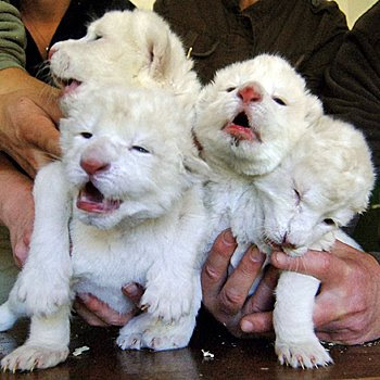 baby lion cubs playing. Cute Baby Lion Cub Pictures