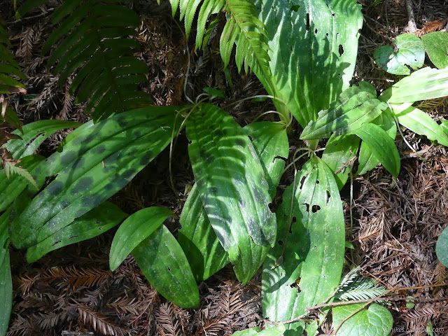 57: splotchy leaves