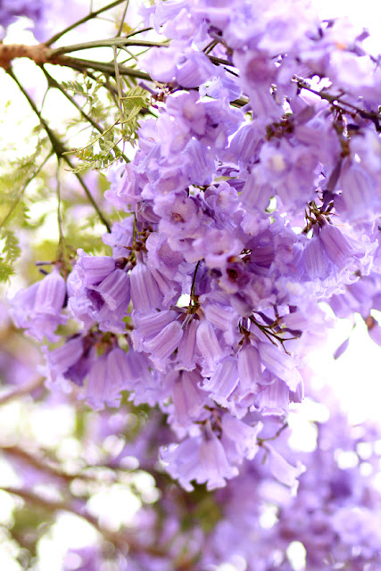 Purple Jacaranda Trees in Santa Monica, CA.