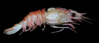 Species of shrimp, BROWN SHRIMP, PINK SHRIMP, DEEPWATER SHRIMP, PRAWN  