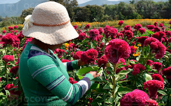 San Hipólito Achiapa un lugar icónico para la producción de flor de cempasúchil