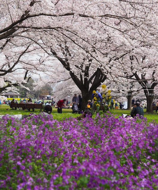 昭和記念公園の桜がすごい！