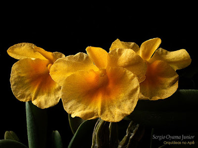 Orquídea Dendrobium lindleyi