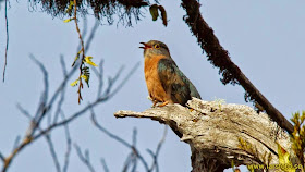 Cuco flabeliforme: Cacomantis flabelliformis