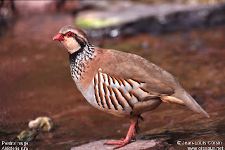 perdiz roja Alectoris rufa