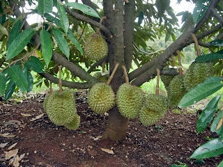 durian montong