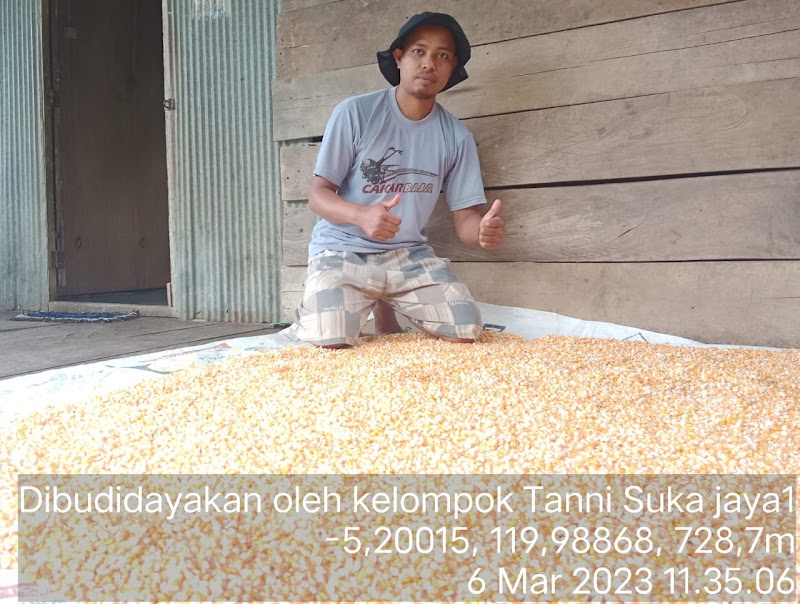  Jual Jagung, Pesan Langsung di Kelompok Tani Suka Jaya Satu