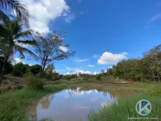 ที่ดินเนินเขาแม่ริม