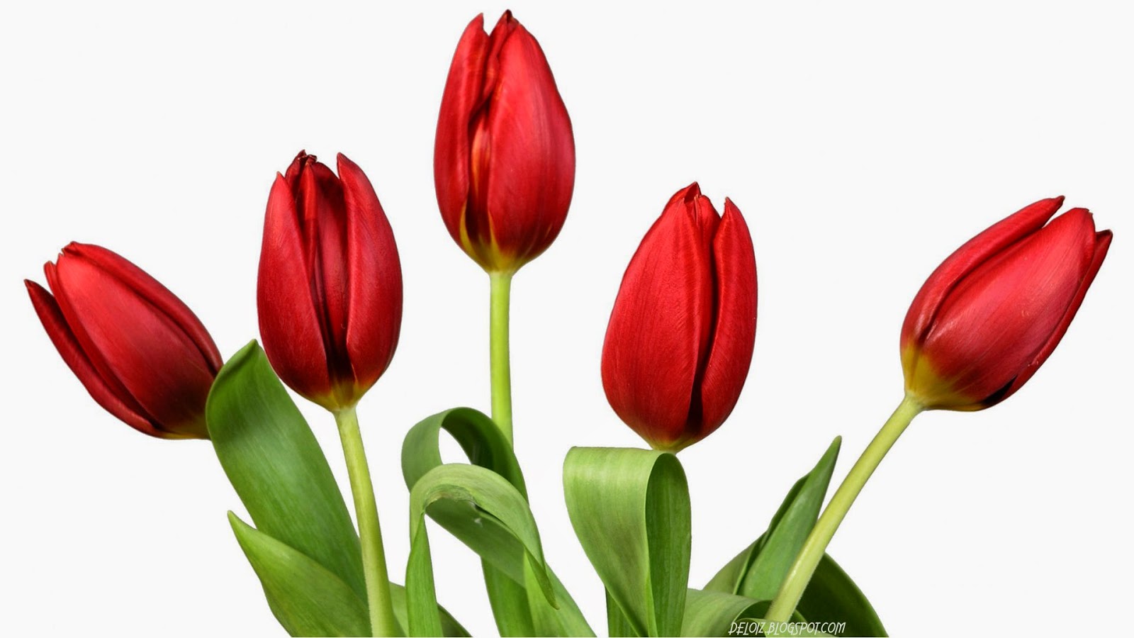 10 Wallpaper Bunga  Tulip  Merah Deloiz Wallpaper