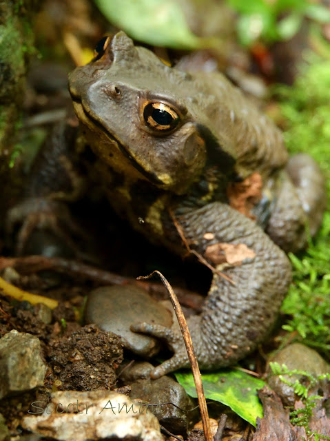 Bufo japonicus