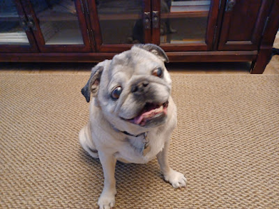 a happy pug, white fur with darker ears and nose, his mouth open as if smiling for the camera