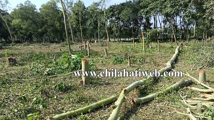চিলাহাটি সব্দিগঞ্জ বনবিভাগের গাছ কর্তন : আটক- ১