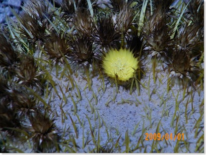 barrel cactus bloom