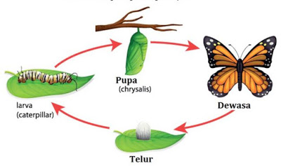 TugasnyaSiswa Soal Soal Bio Animalia