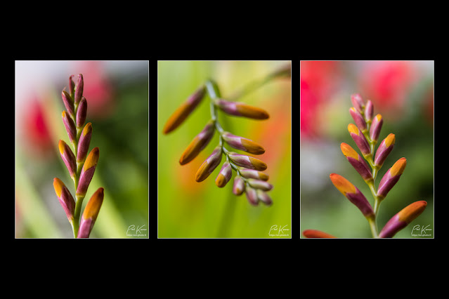 triptyque crocosmia