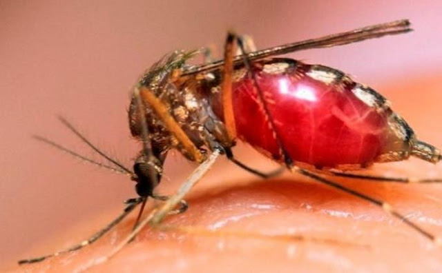 Mengapa Nyamuk Beralih Dari Menghisap Darah Hewan Ke Manusia?