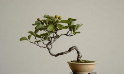 bonsai trees