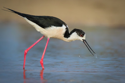 Black-winged-Stilt