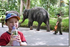 SamElephants