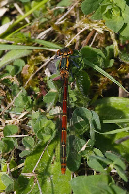 Large Red Damselfly