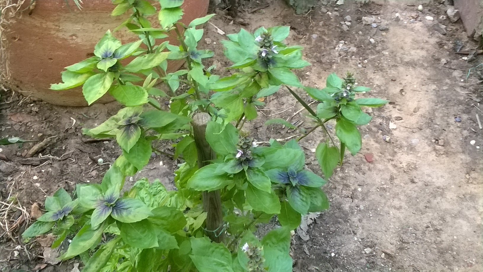 my basil plant in my garden
