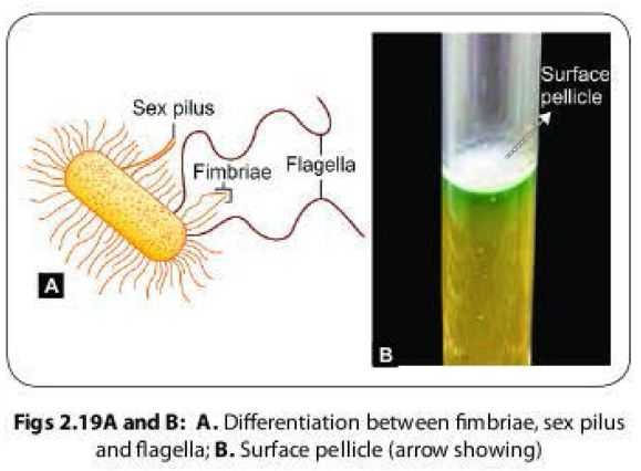 Bacterial fimbriae or pili and surface pellicle formation