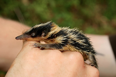 streaked tenrec