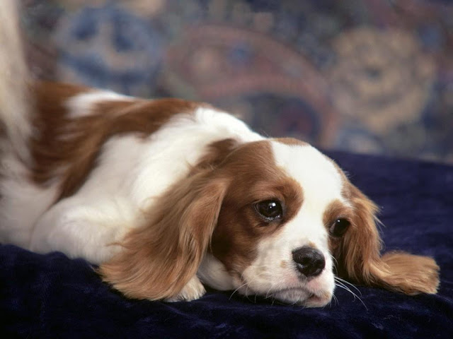 Perro con Ojos Tristes