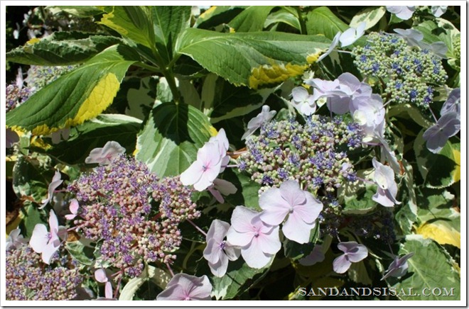 Bigleaf Hydrangea Lemon Wave