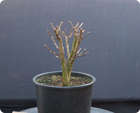 euonymous bonsai 280108 021