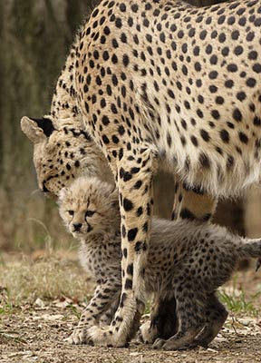 Tigers Cheetahs Cub Pics